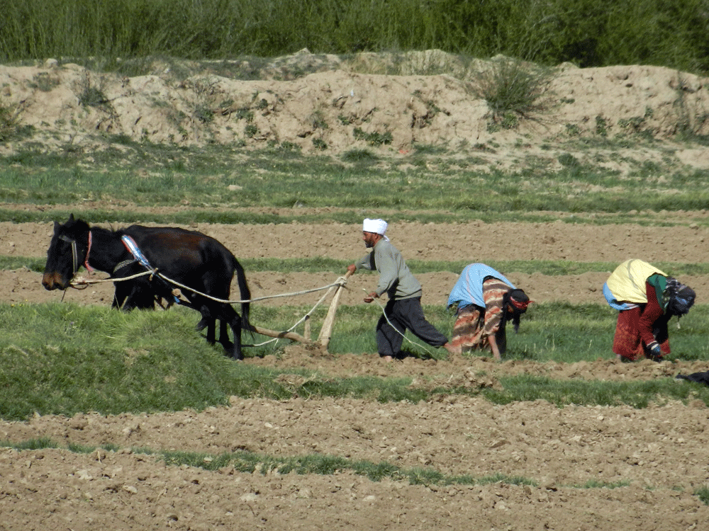 Travaux des champs dans la haute vallée d'Ilmilchil